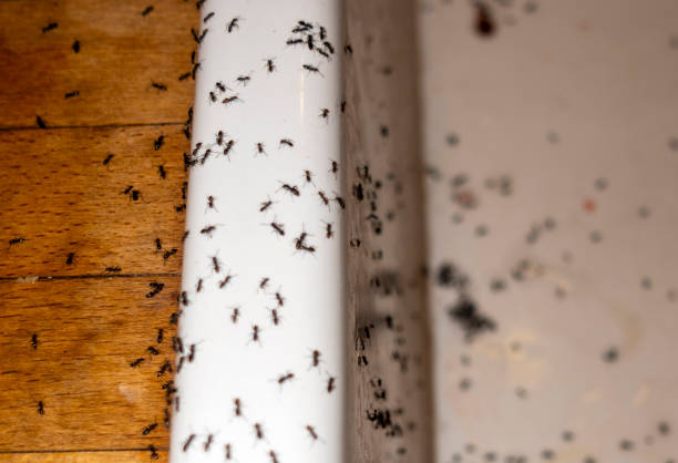 Best Termite Control Services  in Cochranton, PA